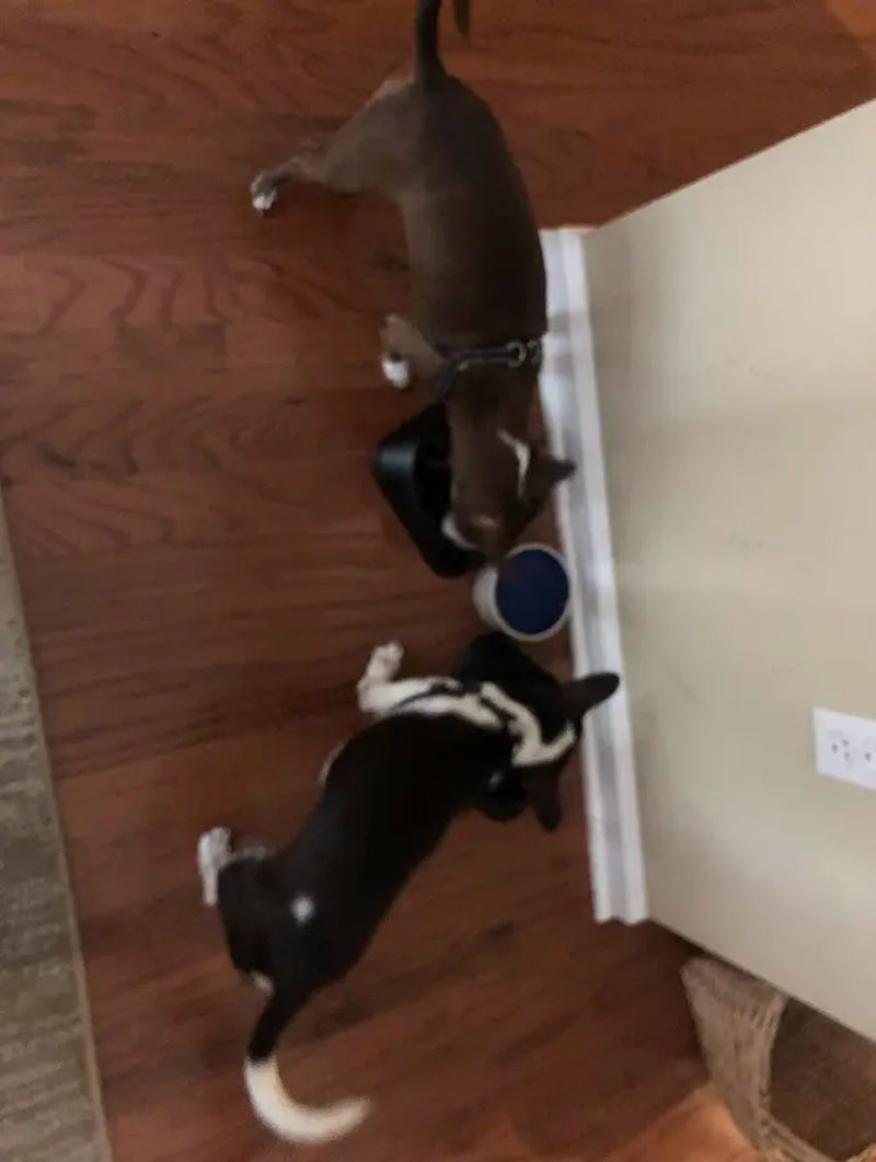 Large Dog Slow Feeder Bowl, Food-Safe Anti-Choke Puzzle Design