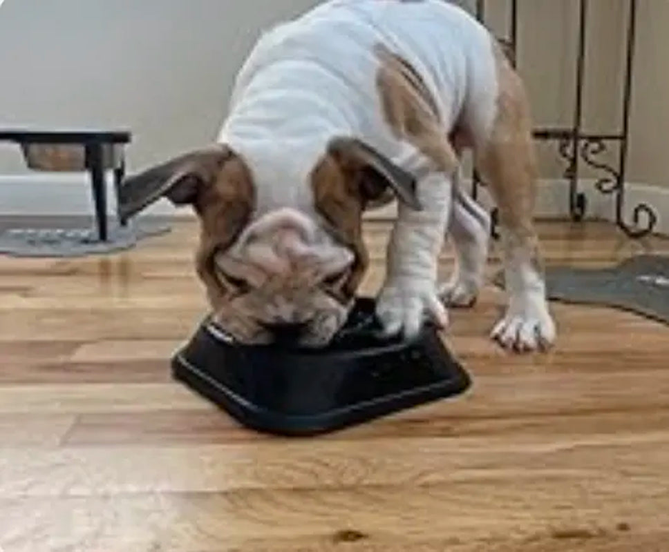 Large Dog Slow Feeder Bowl, Food-Safe Anti-Choke Puzzle Design
